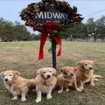 dog beahvior and safety
