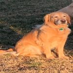 dog beahvior and safety