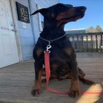 dog trainer va