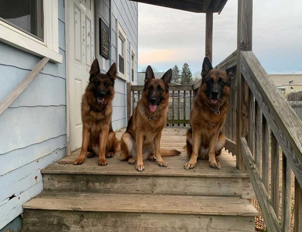 dog trainer va