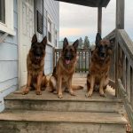 dog trainer va