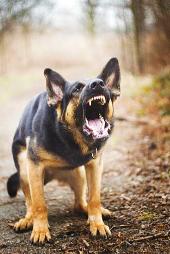 lexington top dog trainer