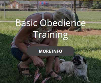 basic obedience training