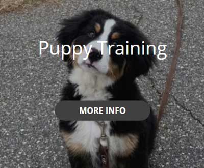 puppy training