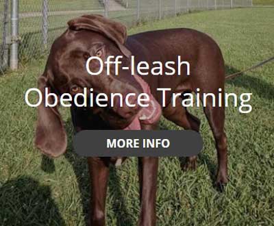 off Leash Obedience Training | Auburn Leach K9 Solutions off leash obedience training