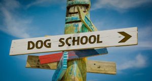 best dog trainers near me virginia