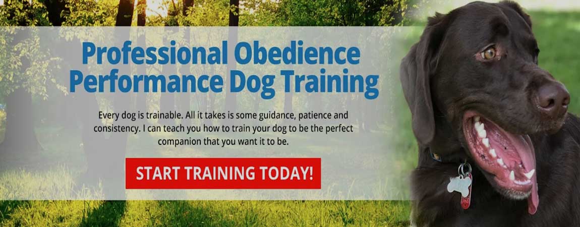 Professional Dog Training | Auburn Leach K9 Solutions professional dog training