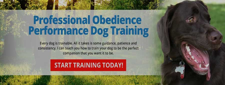 professional dog training