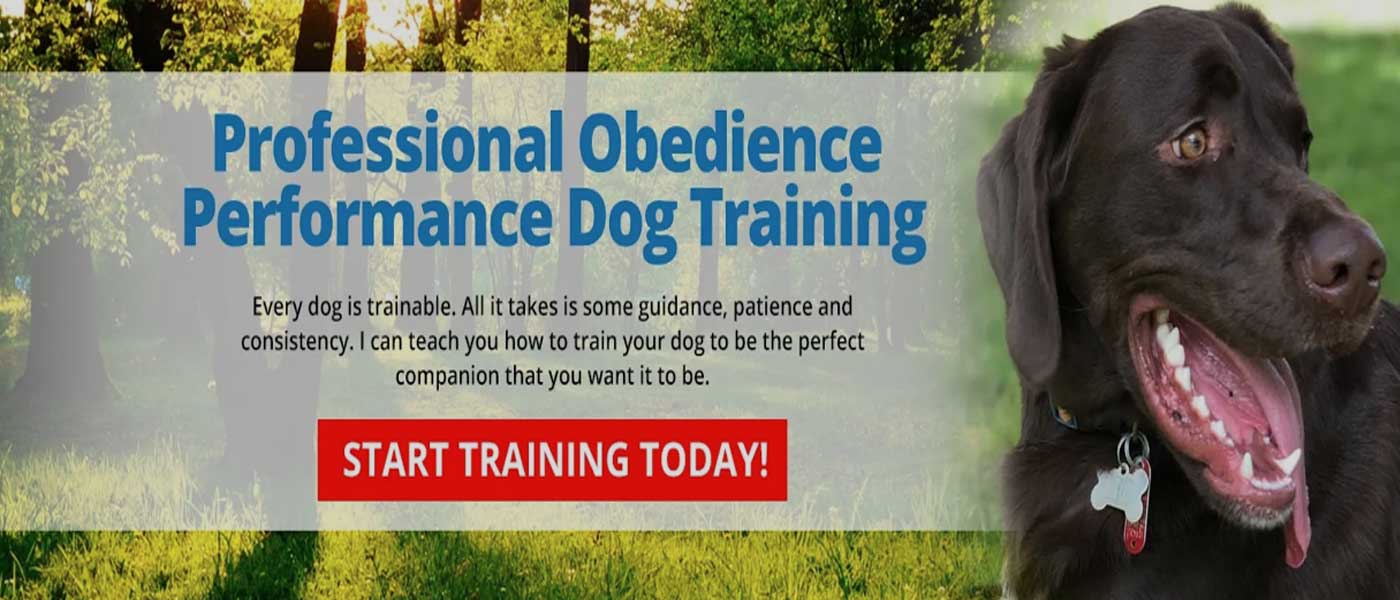 professional dog training
