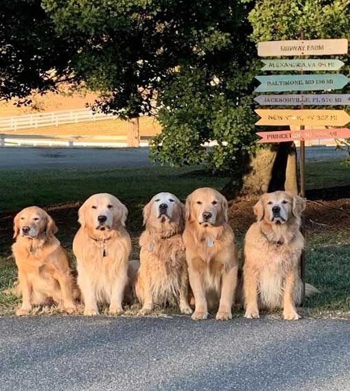 dog training process