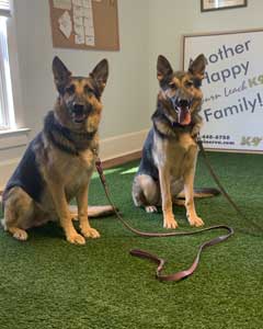 dog training services