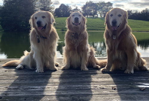 dog trainer services