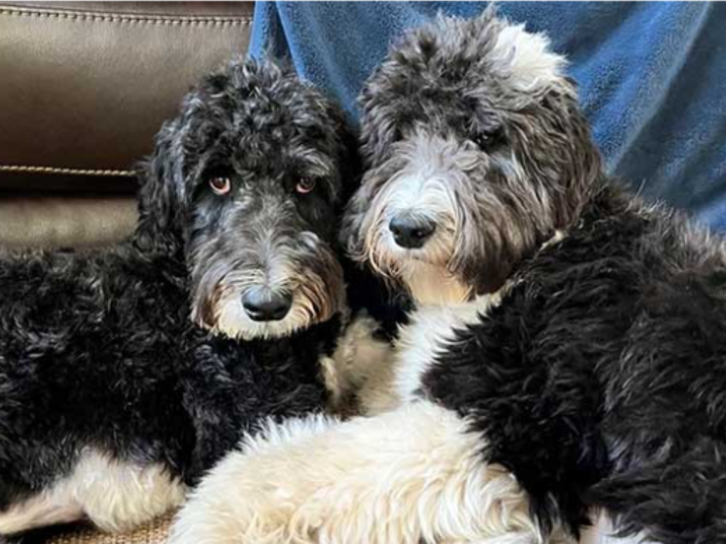 doodle dog breeds